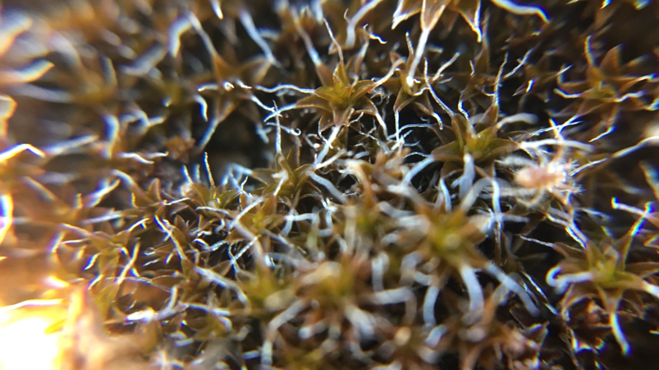 Syntrichia caninervis