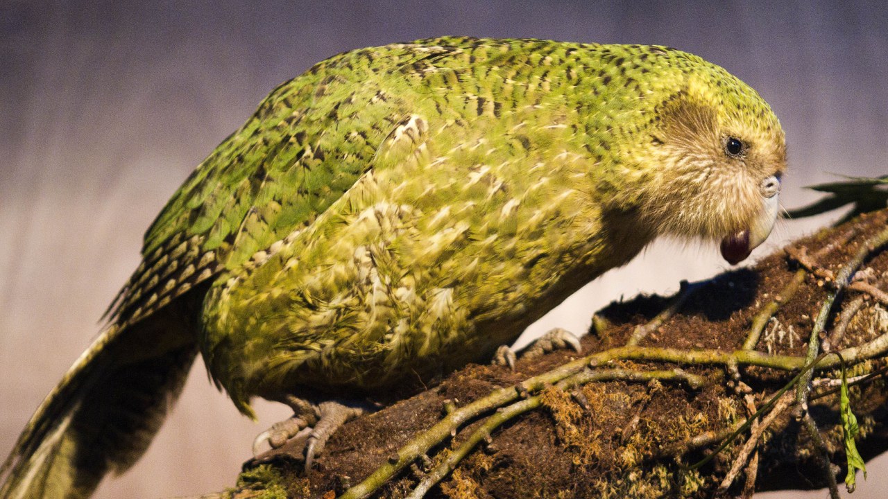 kakapo