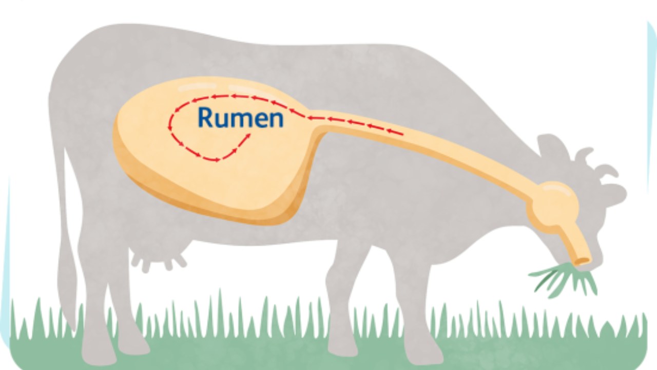 rumen