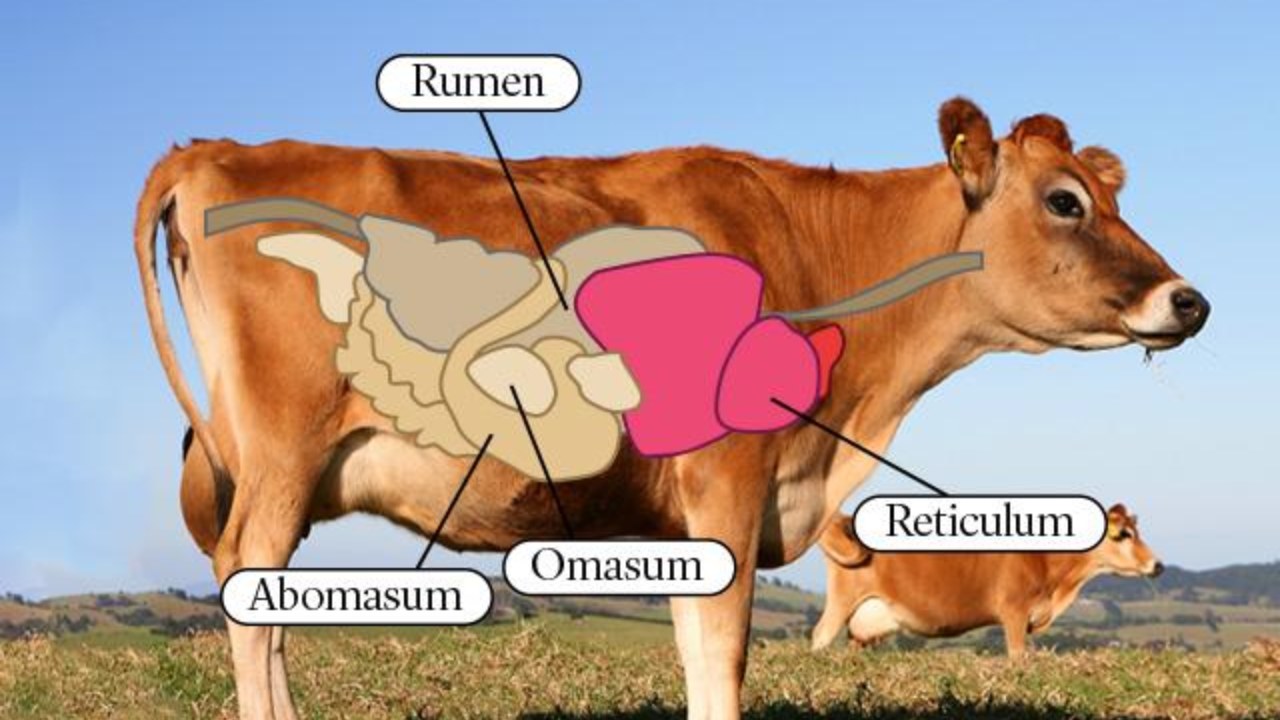 İneklerin, Çoğu Hayvandan Farklı Olarak Neden 4 Bölümlü Bir Midesi Vardır?