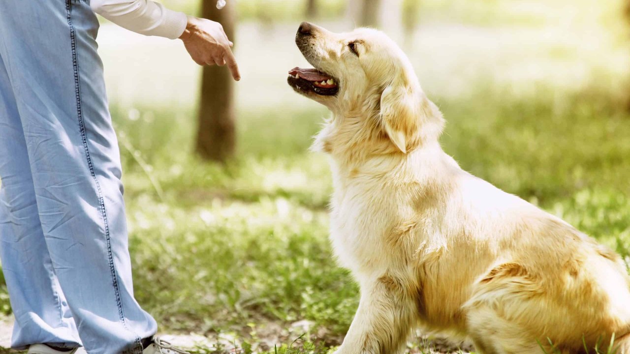 Köpekler Verdiğimiz Komutlarda Kelimeleri mi Anlıyor, Yoksa Sadece Ses Tonumuz mu Önemli?