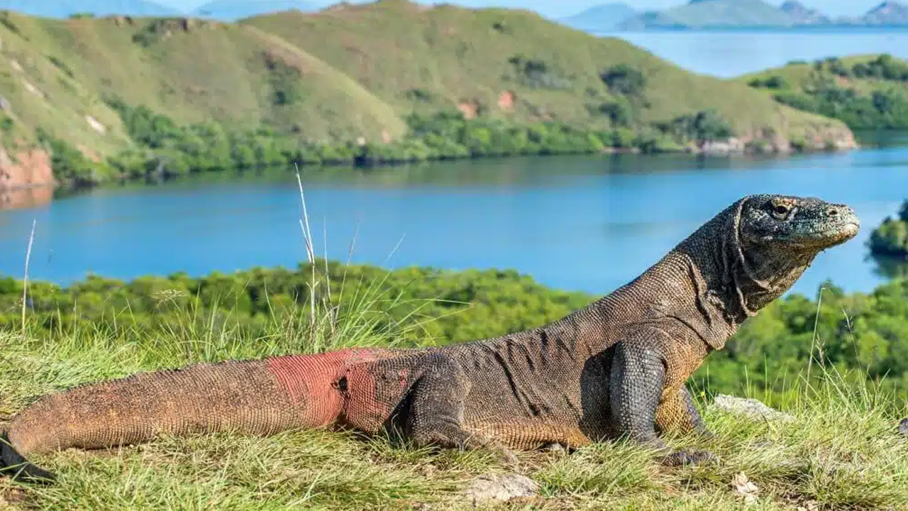 Sosyal Medyanın Dilinden Düşmeyen Komodo Ejderi Hakkında 5 Enteresan Gerçek