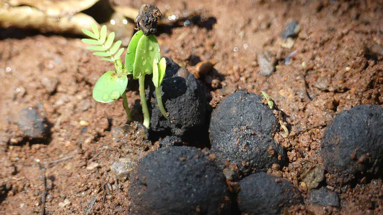 Kenya siyah kömür tohumları