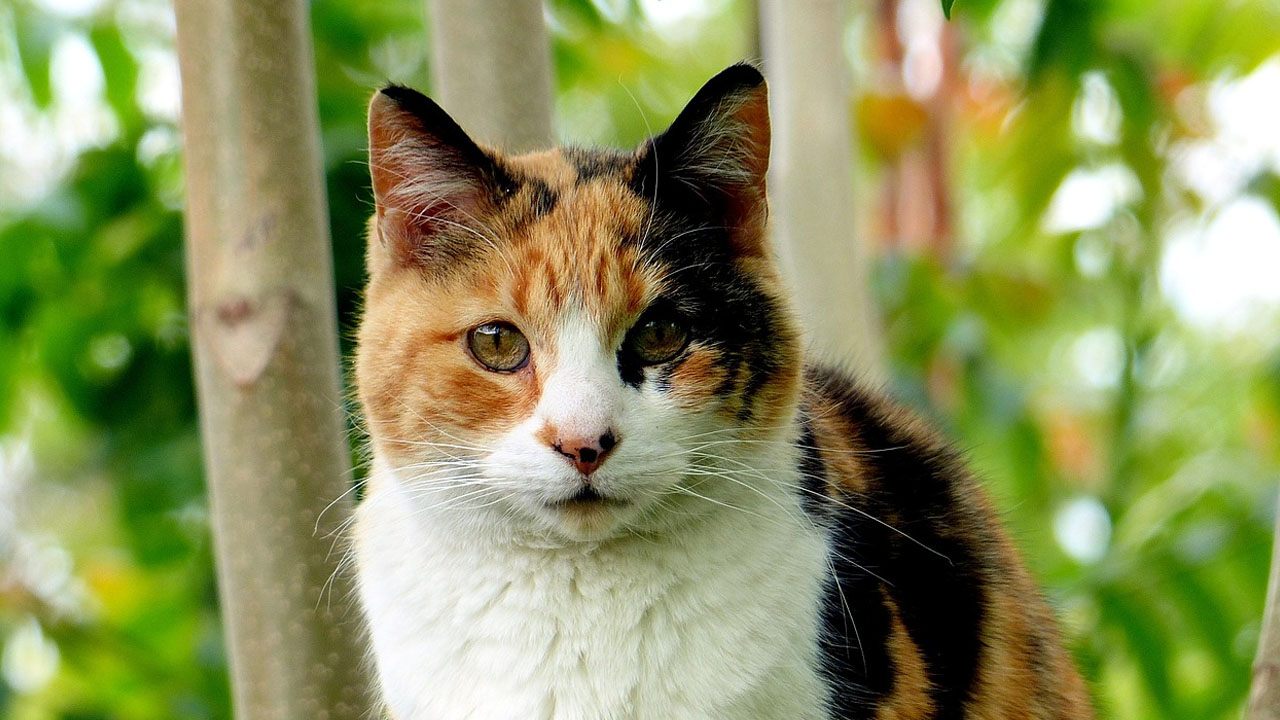 calico kedi