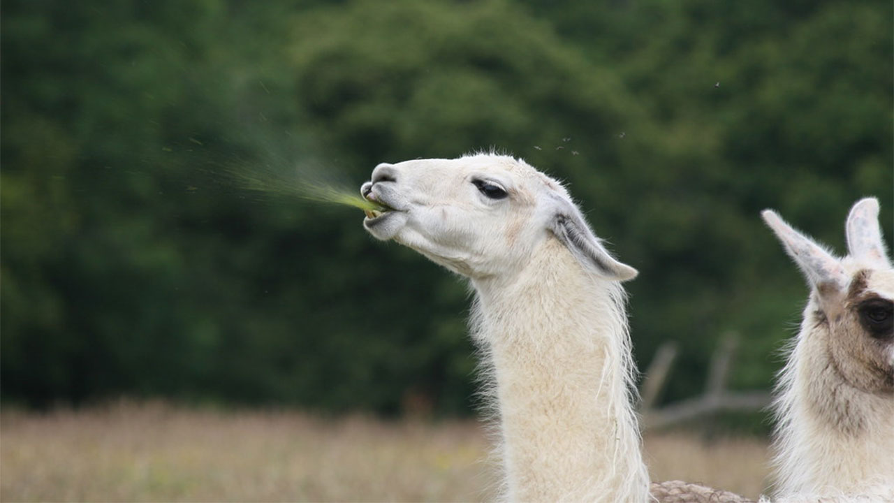 tüküren lama