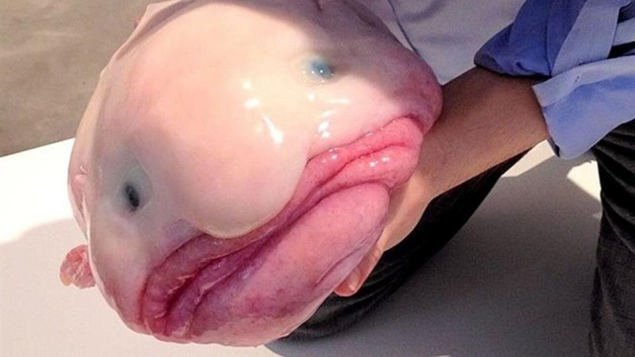 blobfish