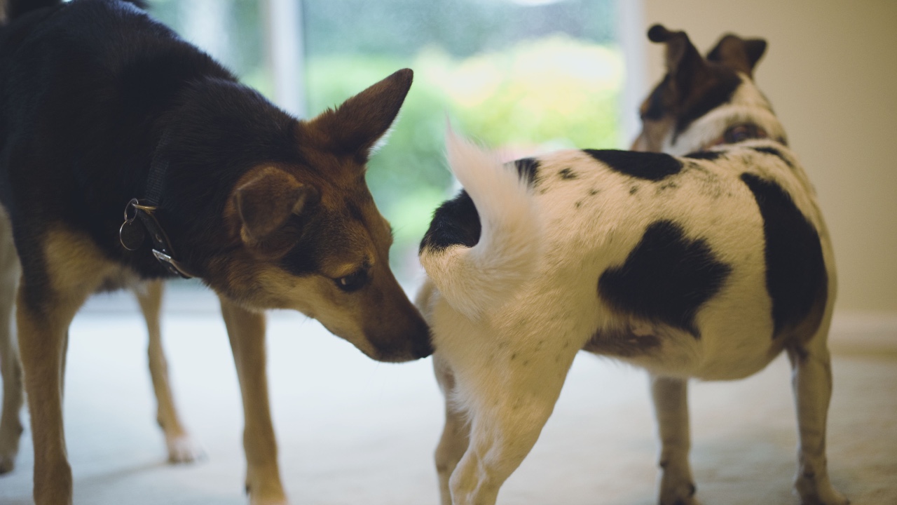 Köpeklerin Birbirinin Poposunu GBT Sorgular Gibi Koklamasının Sebebi Ne?