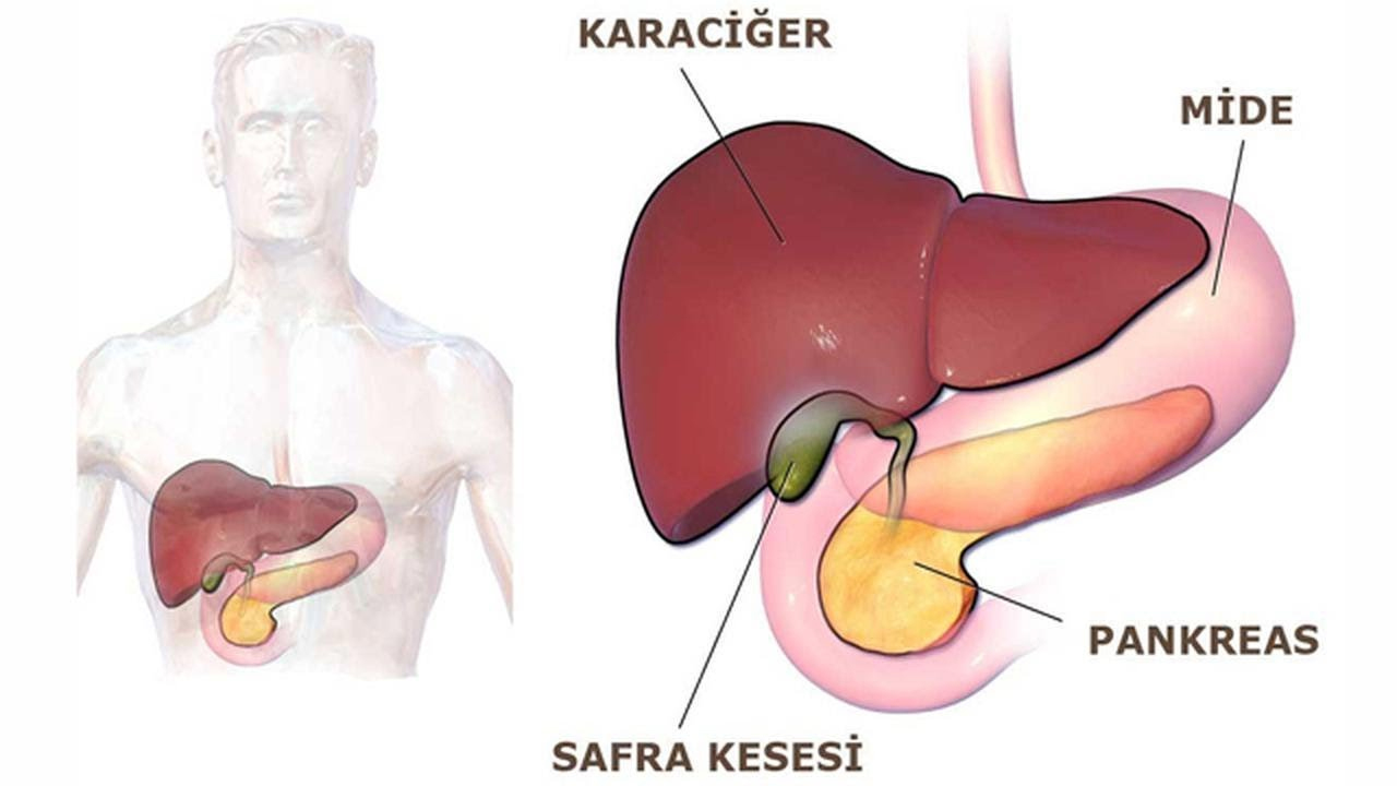 Safra kesesi ne işe yarıyor?