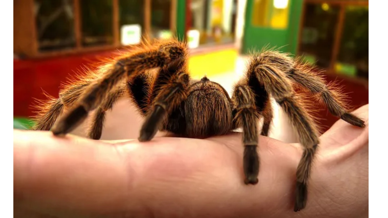 tarantula