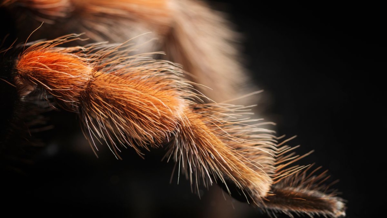 tarantula kılları