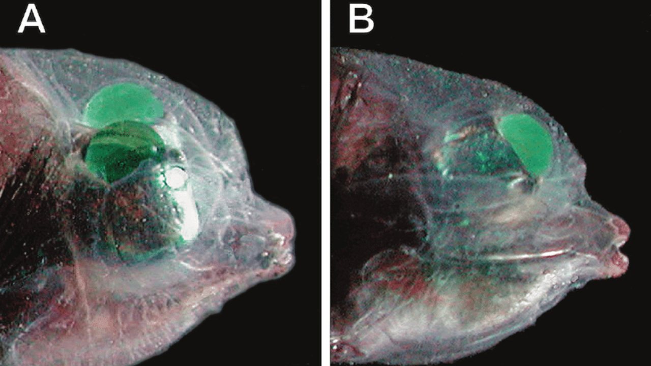 barreleye