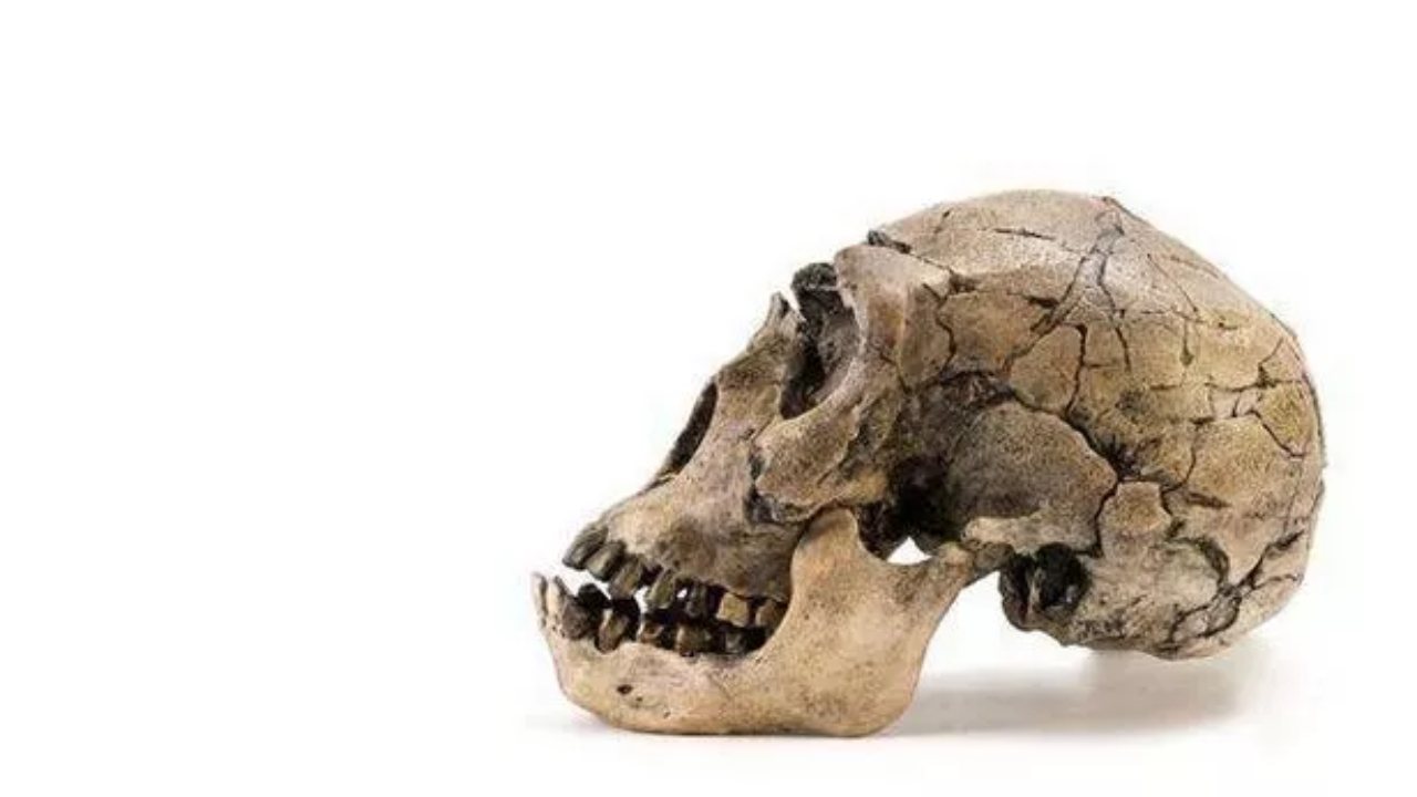 Yeni Keşfedilen ve Büyük Kafalı Bir İnsan Türü Olan ’Homo Juluensis’ler Hakkında Birbirinden Enteresan Gerçekler