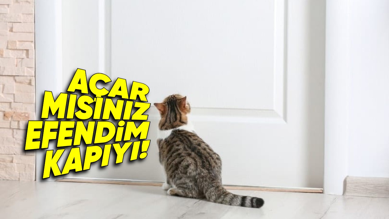 kedi