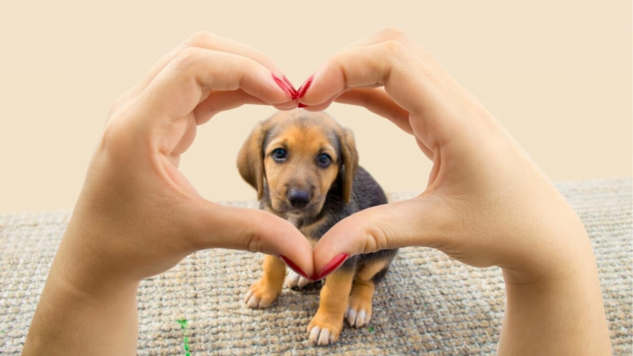 Şimdi Tam Zamanı: Köpek Sahiplenmenin Saymakla Bitmeyen Faydaları