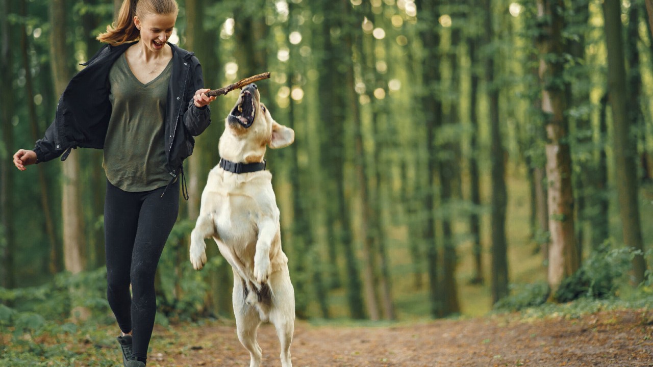 Mutluluk Kaynağımız Olan Köpekleri, Biz Nasıl Mutlu Edebiliriz? İşte Basit Öneriler!