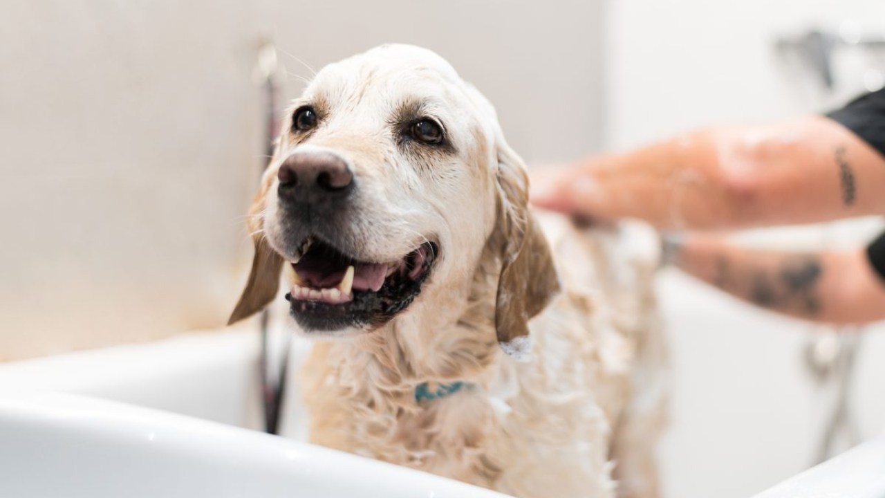 Köpek Sahiplerinin Doğru Cevabını Bir Türlü Bulamadığı O Soru: Köpeğinizi Ne Sıklıkla Yıkamalısınız?