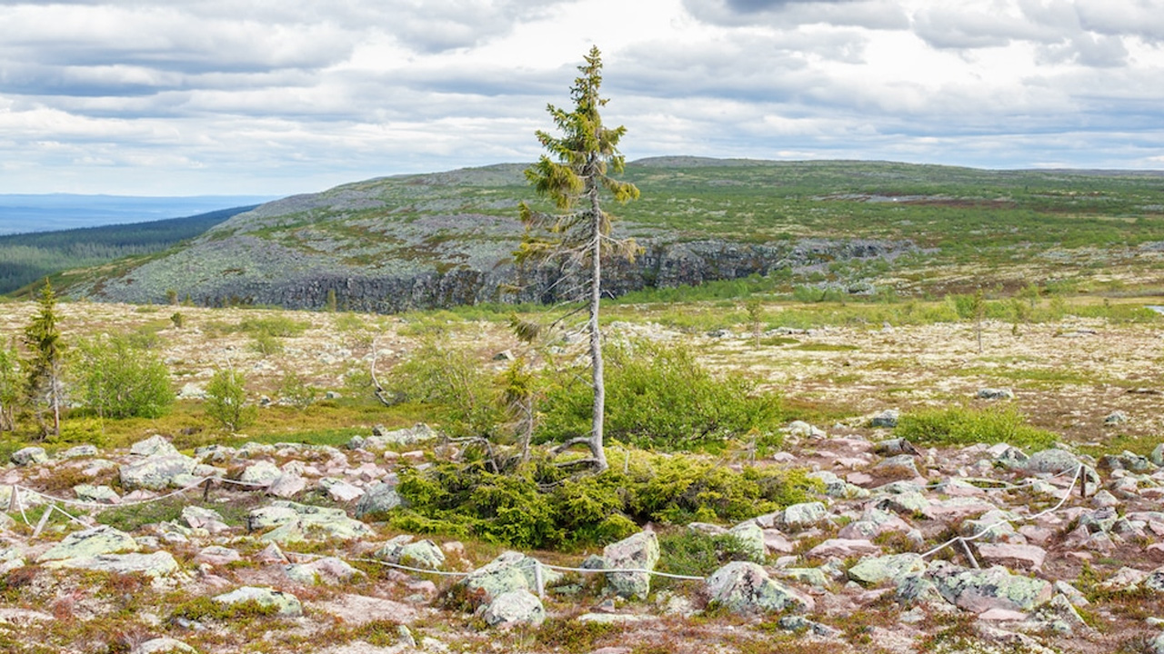 Old Tjikko