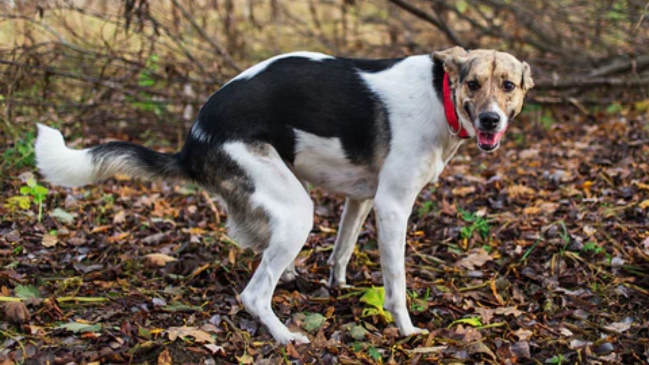 Köpekler Tuvaletlerini Yaparken Neden Sahiplerinin Gözlerinin İçine İçine Bakıyorlar? (Bizden Bekledikleri Bir Şeyler Var!)