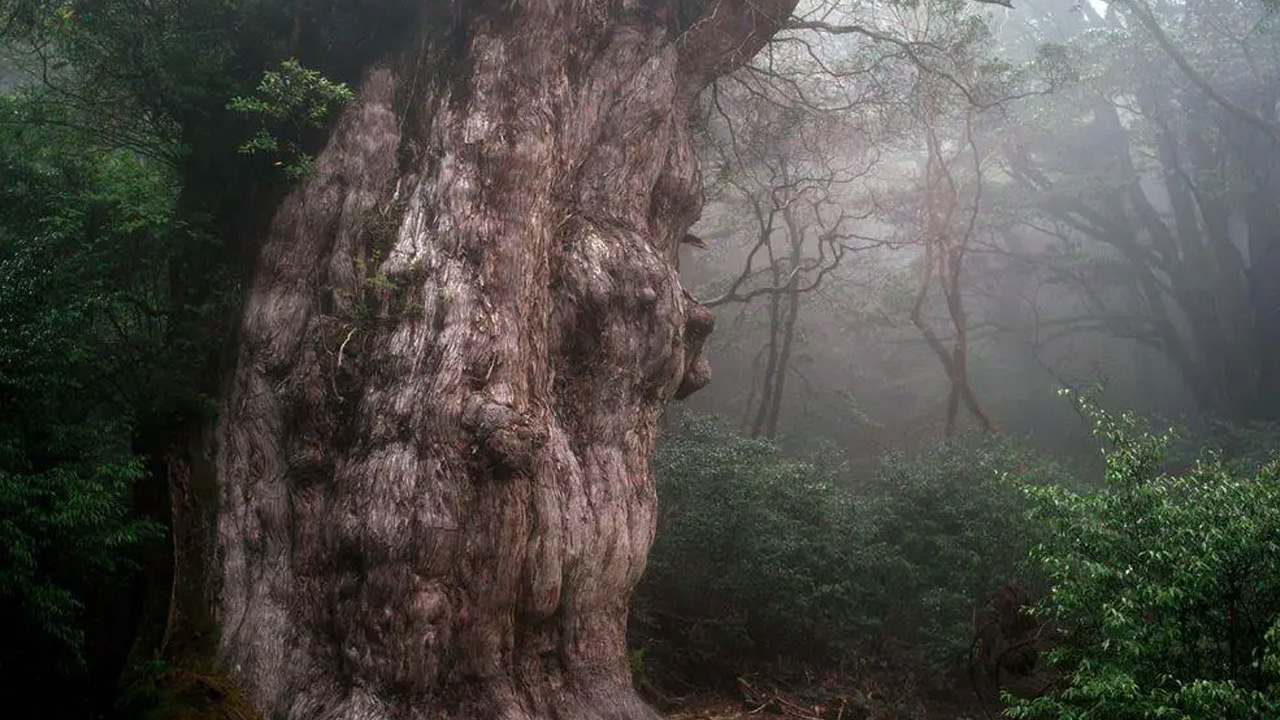 Jomon Sugi