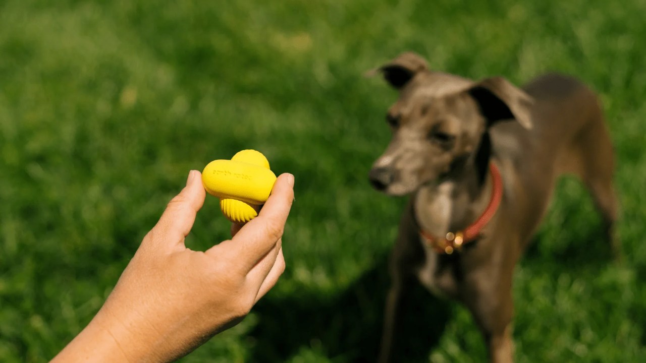 Köpeklerin de Tıpkı İnsanlar Gibi Favori Bir Renginin Olduğunu Gösteren Çarpıcı Araştırmalar (Hayır, Mamalarının Rengi Değil!)